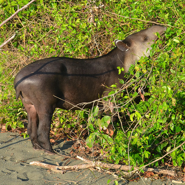 Tapir