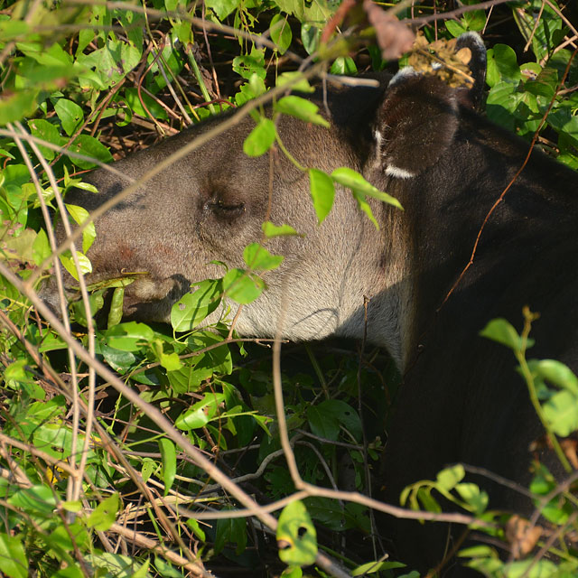 Tapir