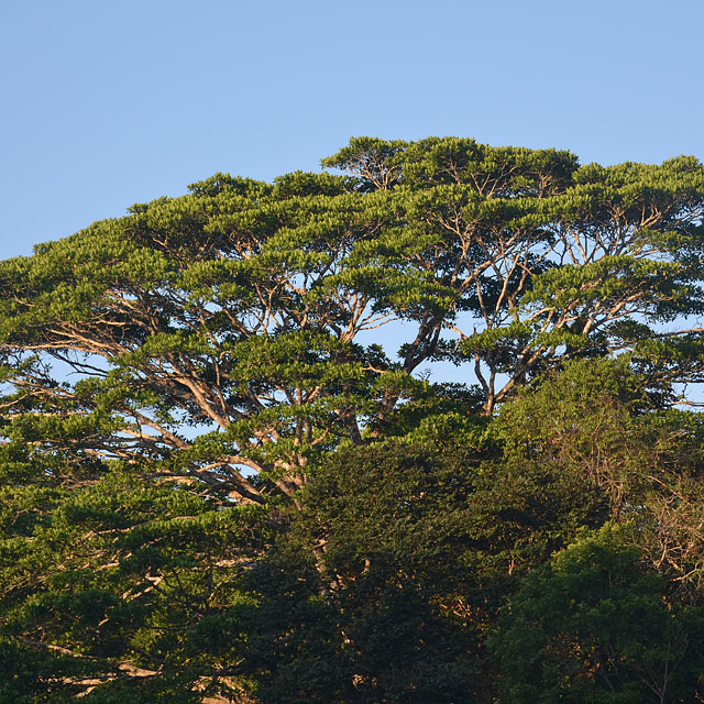 Corcovado Nationalpark