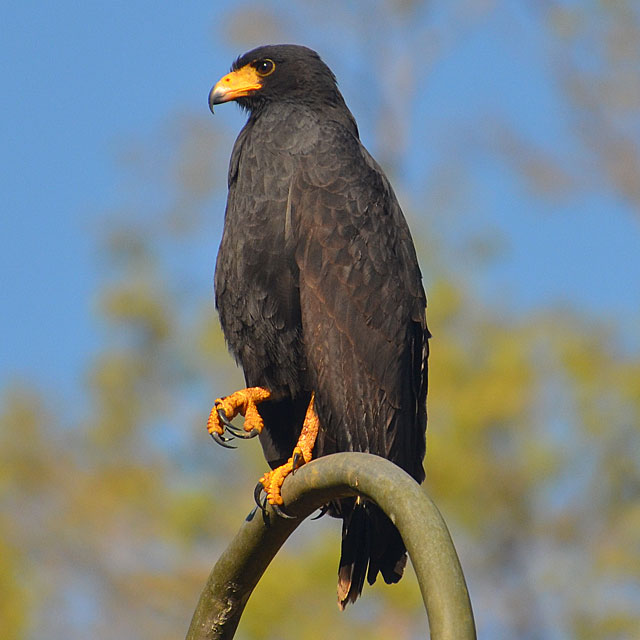 Corcovado Nationalpark