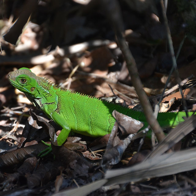 Corcovado Nationalpark