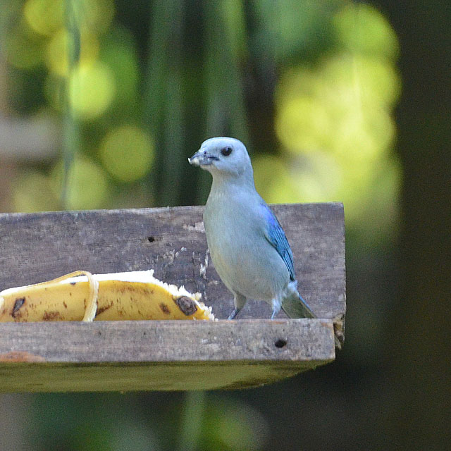 Corcovado Nationalpark