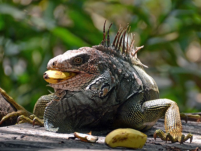 Unterwegs nach Puerto Jiménez in Costa Rica Puerto Jiménez