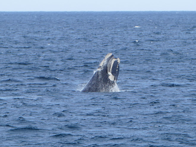 Puerto Piramides in Argentinien Puerto Pirámides in Argentinien