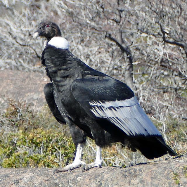 Puerto Río Tranquilo