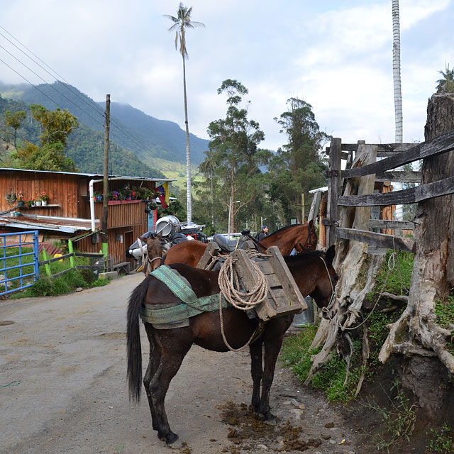 Valle de Cocora