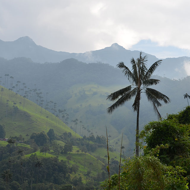 Valle de Cocora