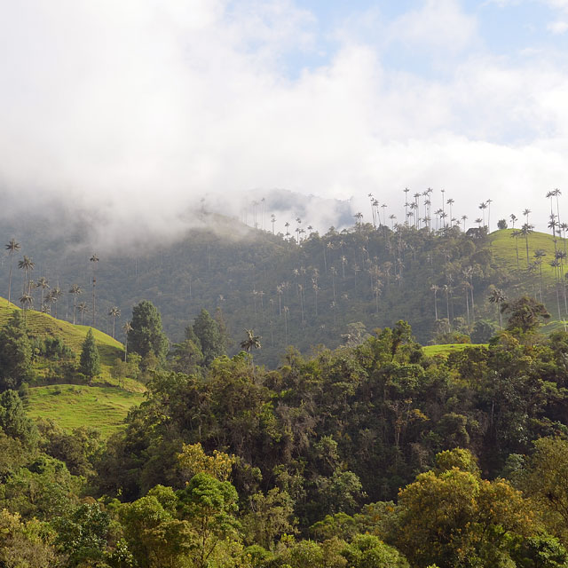 Valle de Cocora