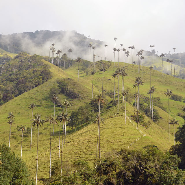 Valle de Cocora