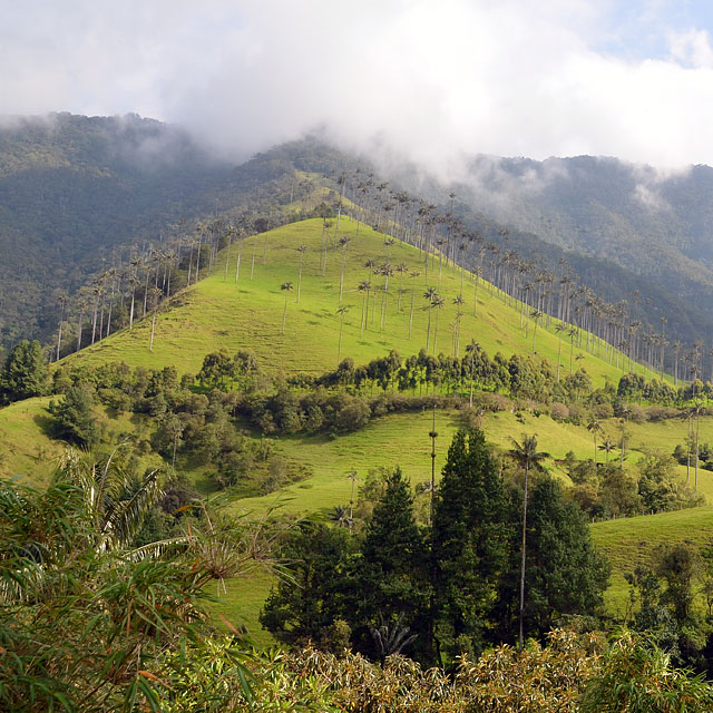 Valle de Cocora