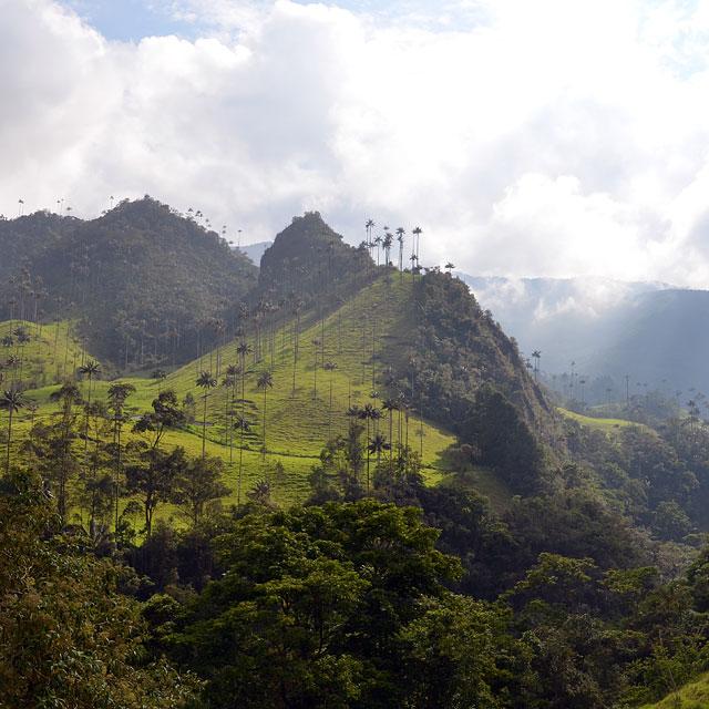 Valle de Cocora