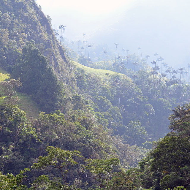 Valle de Cocora