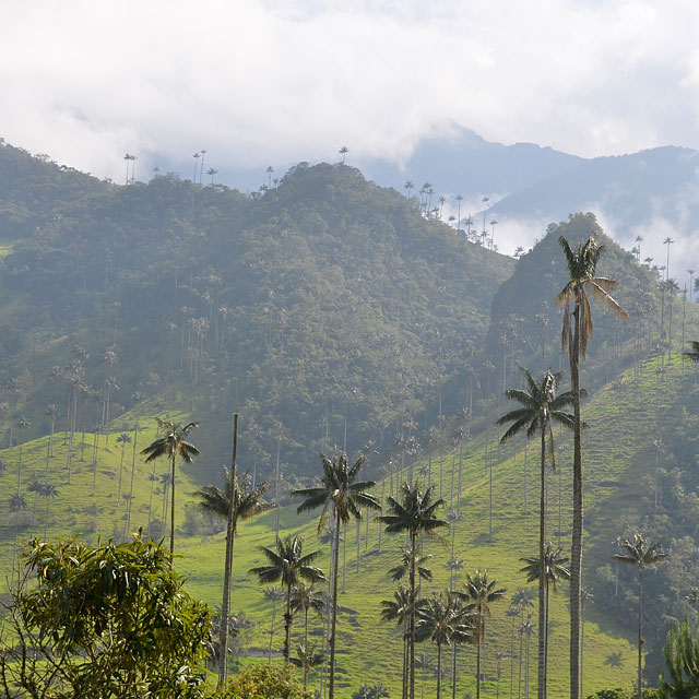 Valle de Cocora