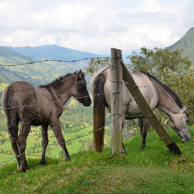 Valle de Cocora