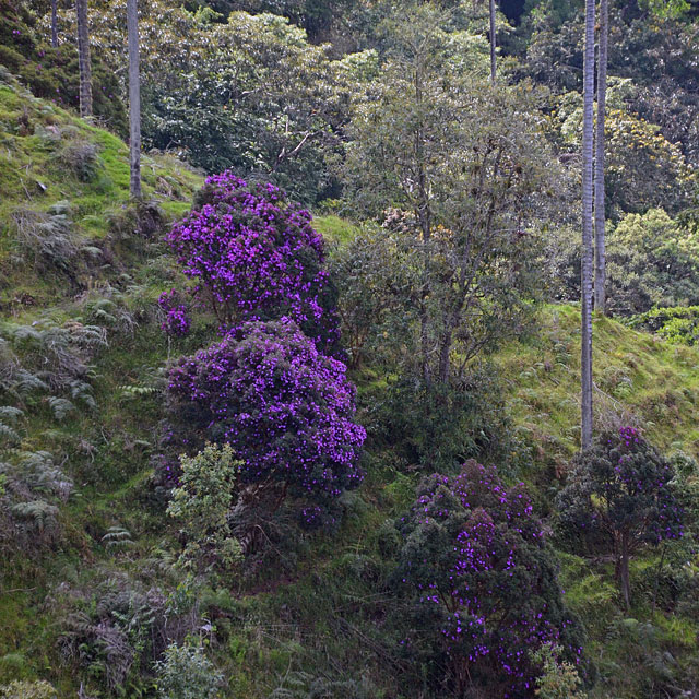 Valle de Cocora