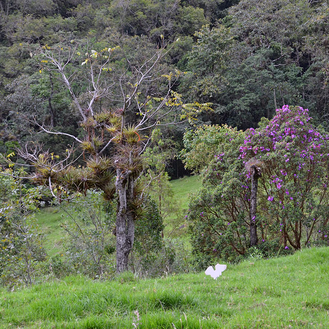 Valle de Cocora