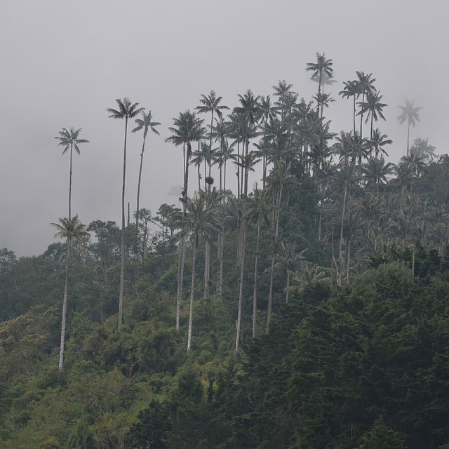 Valle de Cocora