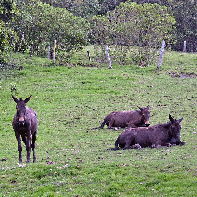 Valle de Cocora