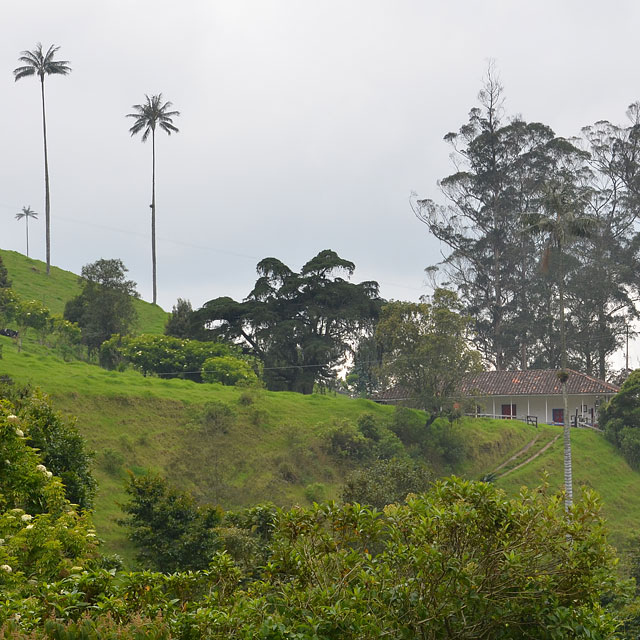 Valle de Cocora