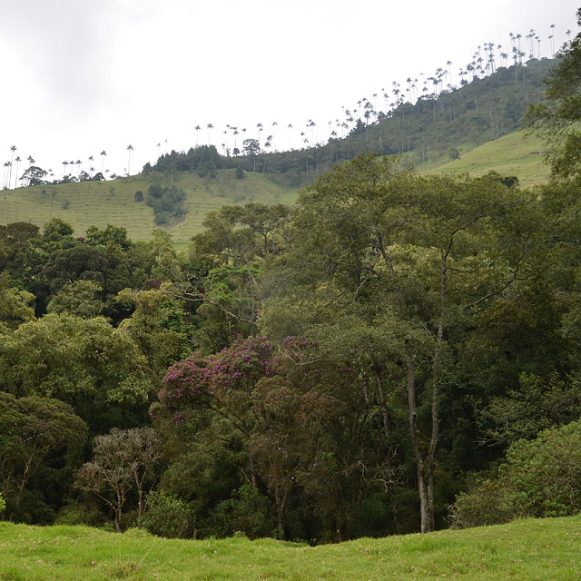 Valle de Cocora