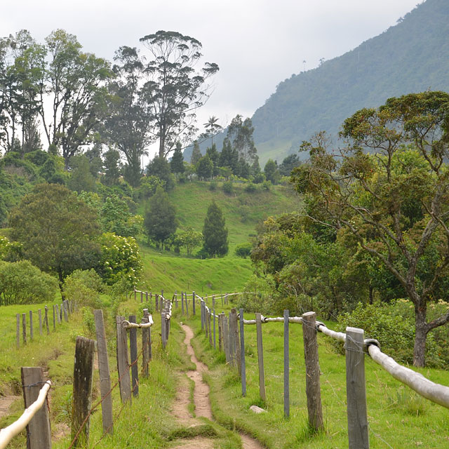 Valle de Cocora