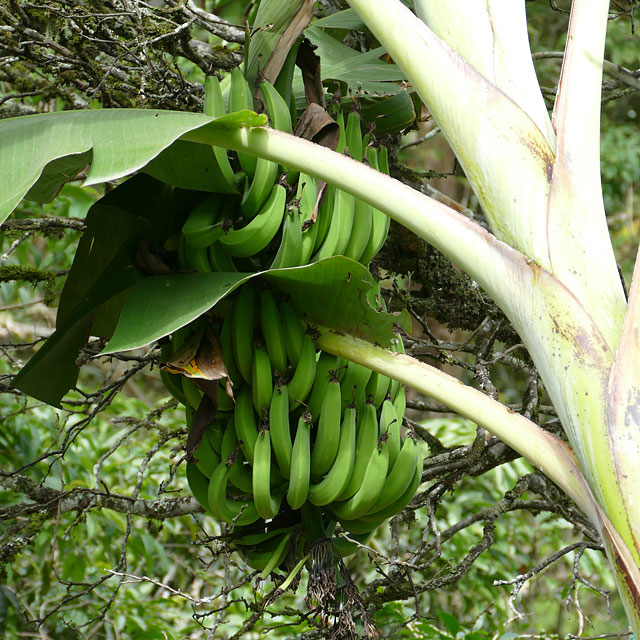 San Agustín