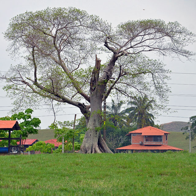 San Pedro