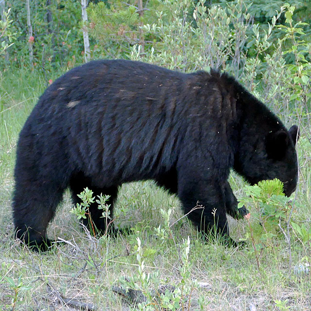 Schwarzbären im Jasper Nationalpark