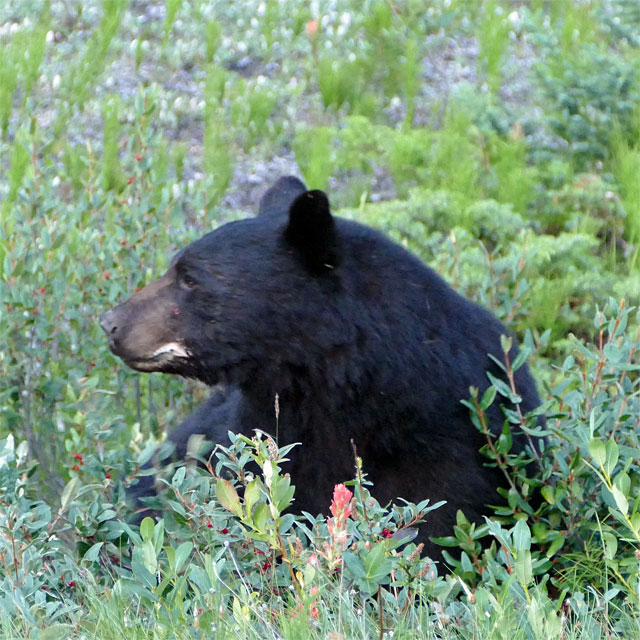 Schwarzbären im Jasper Nationalpark