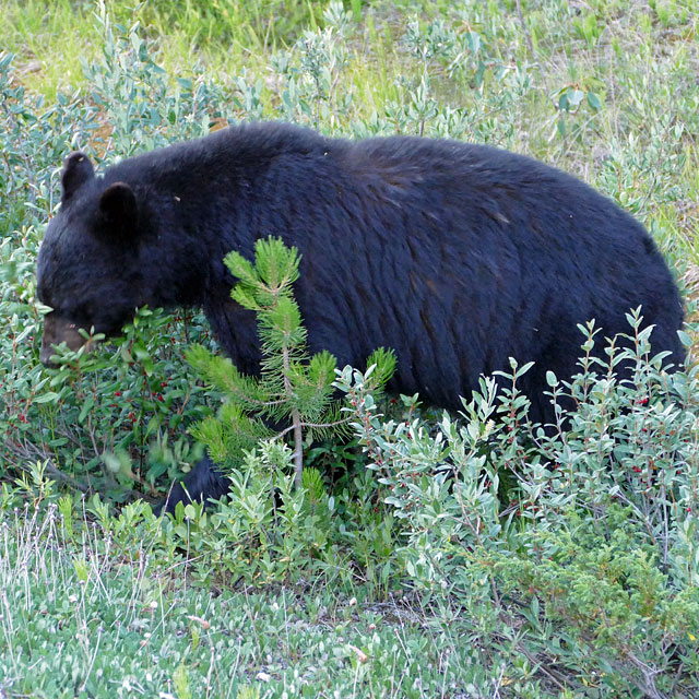 Schwarzbären im Jasper Nationalpark