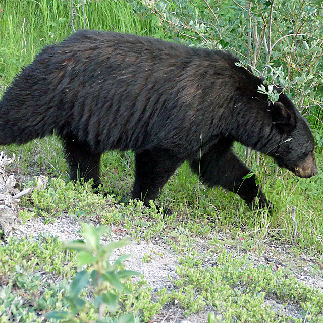 Schwarzbären im Jasper Nationalpark