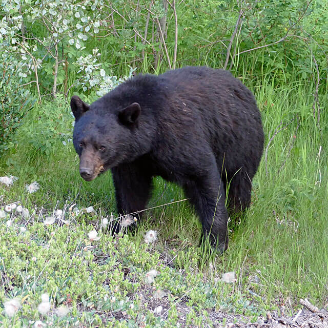 Schwarzbären