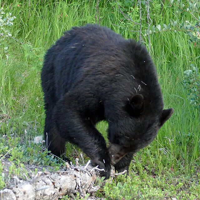 Schwarzbären