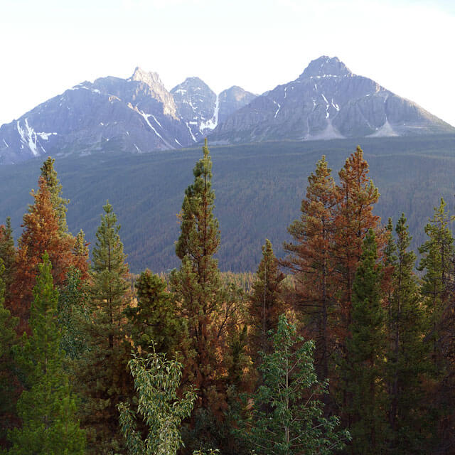 Jasper Nationalpark