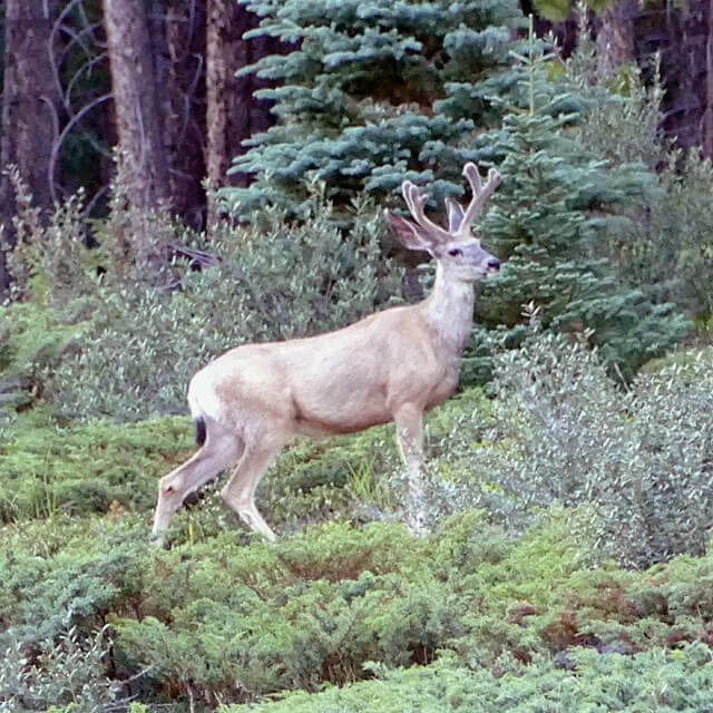 Jasper Nationalpark