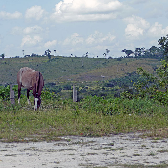 Tikal