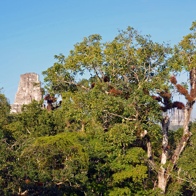 Tikal