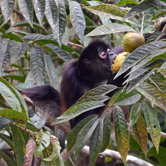 Tiere in Tikal