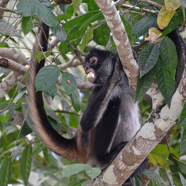 Tiere in Tikal