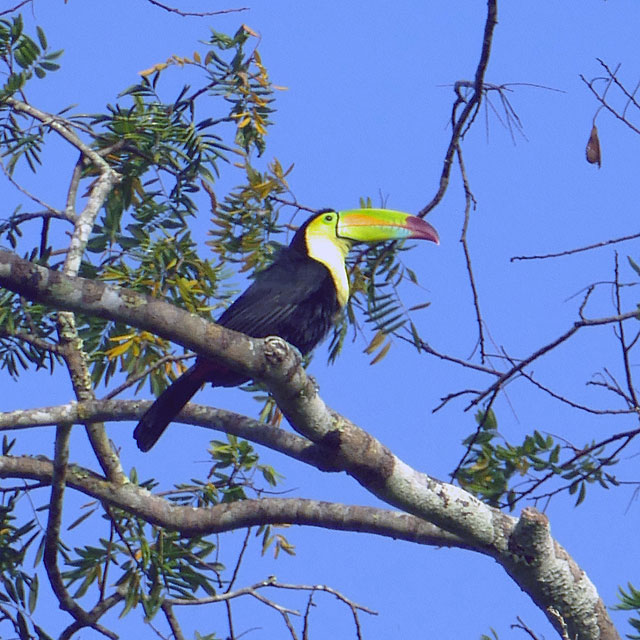 Tiere in Tikal