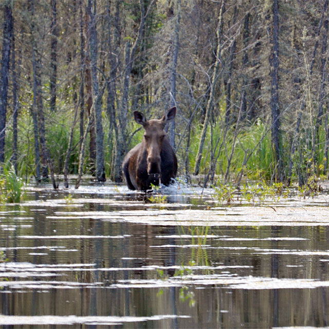 Elch im Moose Lake