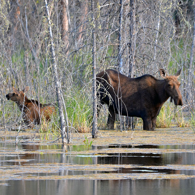 Elche im Moose Lake