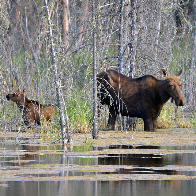 Elche im Moose Lake