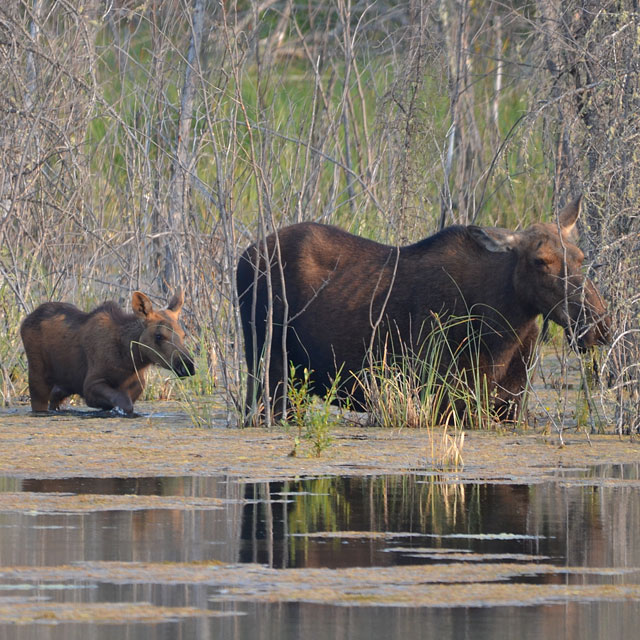 Moose Lake