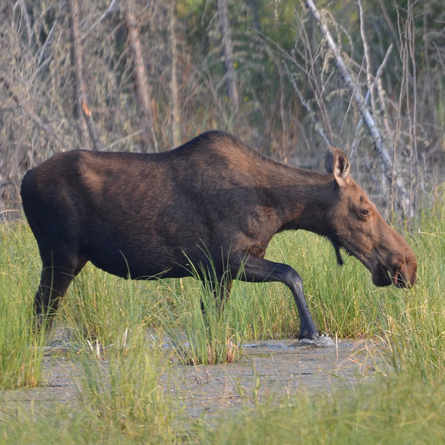 Elch im Moose Lake