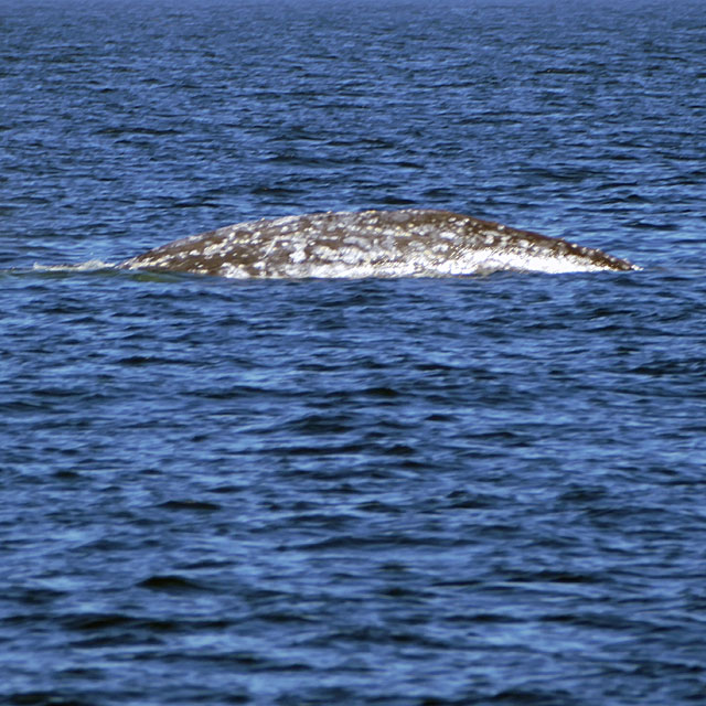 Nanaimo/BC