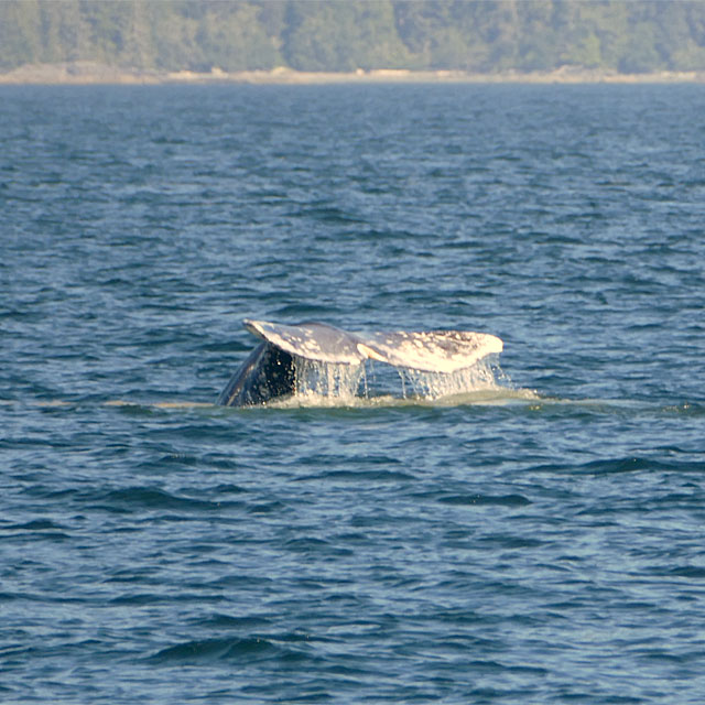 Nanaimo/BC