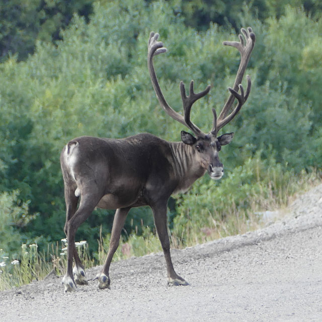 Mit der Fähre über den Yukon