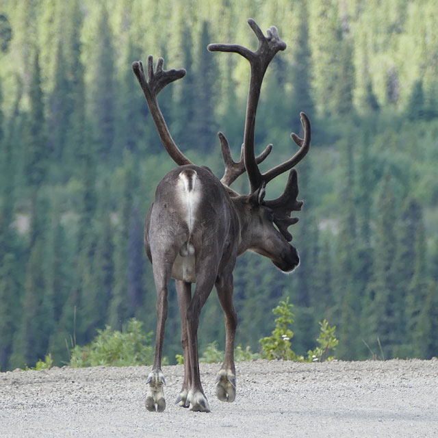 Mit der Fähre über den Yukon