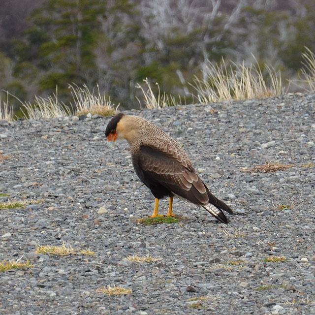 Torres del Paine